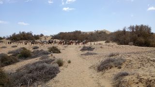 GC-Camello Safari (Maspalomas)-37.jpg